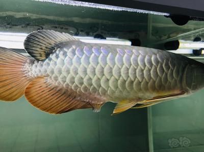 龍魚輕微側(cè)游會死嗎為什么：龍魚輕微側(cè)游會死嗎 龍魚百科 第3張