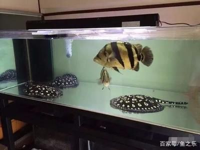 一只泰國(guó)虎魚多少錢：一只泰國(guó)虎魚多少錢一只泰國(guó)虎魚多少錢 虎魚百科 第3張