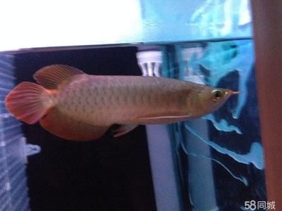 虎魚什么樣的是極品：極品虎魚的標準是什么？ 虎魚百科 第1張