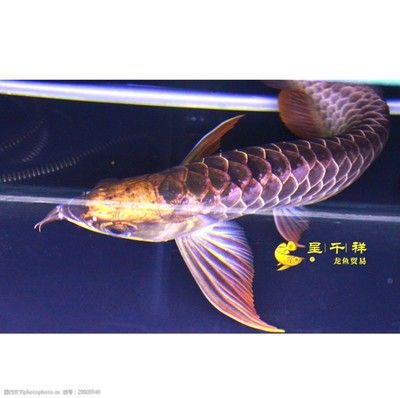 祥龍魚場品牌龍魚40年