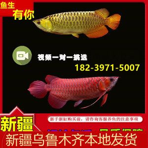 魟魚最便宜的品種是什么魚：魟魚的價(jià)格主要取決于其品種、產(chǎn)地等因素及產(chǎn)地等因素 魟魚百科 第3張