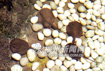 魟魚一天喂幾頓飼料：關(guān)于魟魚的喂食頻率，我們可以得出以下信息 魟魚百科 第3張