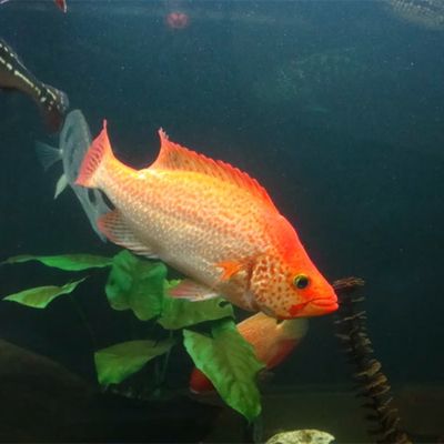 觀賞魚花老虎魚好養(yǎng)嗎：花老虎魚好養(yǎng)嗎 虎魚百科 第3張