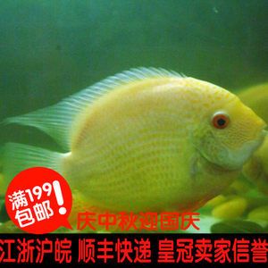 熱帶魚泰國虎圖片：泰國虎魚是一種受歡迎的熱帶觀賞魚