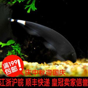 熱帶魚泰國虎圖片：泰國虎魚是一種受歡迎的熱帶觀賞魚