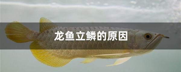 龍魚嘴巴一直張著不動什么原因：龍魚嘴巴一直張著不動可能有多種原因 龍魚百科 第3張