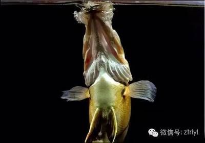 虎魚吃飼料長不大嗎：虎魚吃飼料會導致長不大嗎 虎魚百科 第2張