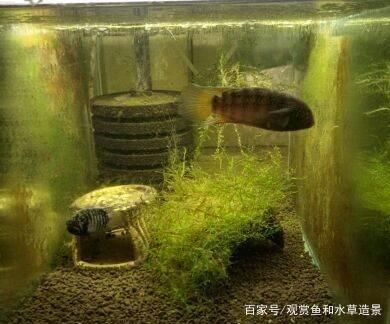 短鯛魚缸的布置方法：短鯛魚缸的布置 魚缸百科 第3張