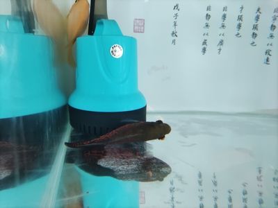 魟魚濾材怎么洗：養(yǎng)魟魚時(shí)濾材怎么洗[需手動(dòng)填充]魚濾材怎么洗[需手動(dòng)填充]魚濾材怎么洗 魟魚百科 第1張