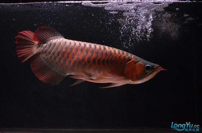 大湖紅龍魚(yú)的尾巴：關(guān)于大湖紅龍魚(yú)的尾巴的一些相關(guān)信息 龍魚(yú)百科 第2張