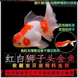 草魚能養(yǎng)在魚缸嗎：在魚缸中養(yǎng)草魚需要注意以下幾點(diǎn)，不適合在魚缸中養(yǎng)