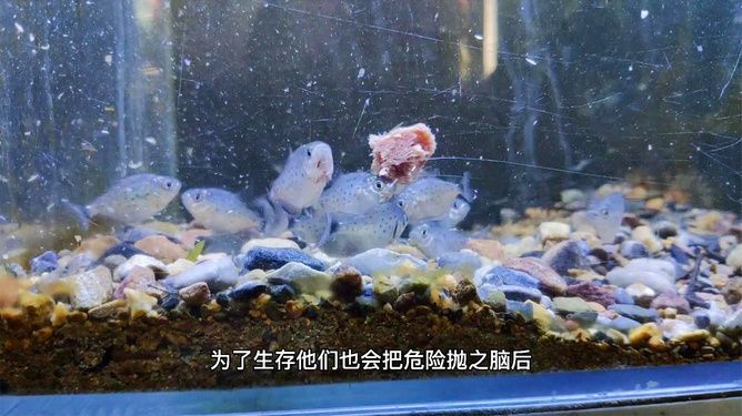 虎魚不吃食物：虎魚不吃食物可能由多種因素引起，以下可能是一些可能的原因