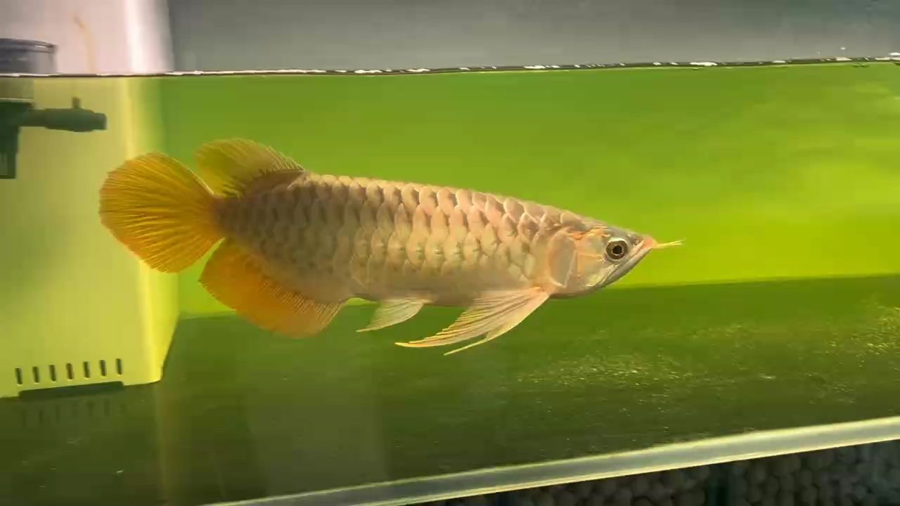 k牌限量毒椒 38cm 張力十足：木葉的魚，太漂亮了 觀賞魚論壇