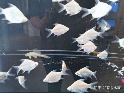 魟魚最低溫度能活多久啊視頻教學(xué)：魟魚最低溫度能活多久 魟魚百科 第1張