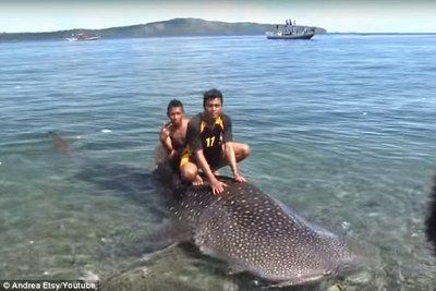 印尼虎魚(yú)屬于什么科：印尼虎魚(yú)在水族領(lǐng)域中受到一定的關(guān)注，不僅因外觀特點(diǎn) 虎魚(yú)百科 第1張