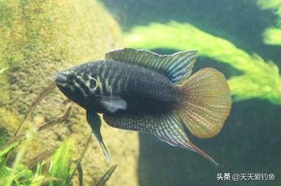 冬天魚缸能養(yǎng)水草嗎：冬天魚缸是否能養(yǎng)水草主要取決于以下幾個(gè)因素 魚缸百科 第4張