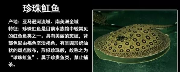 魟魚種類圖解：有聲書:[需手動填充]魚種類圖解 魟魚百科 第1張