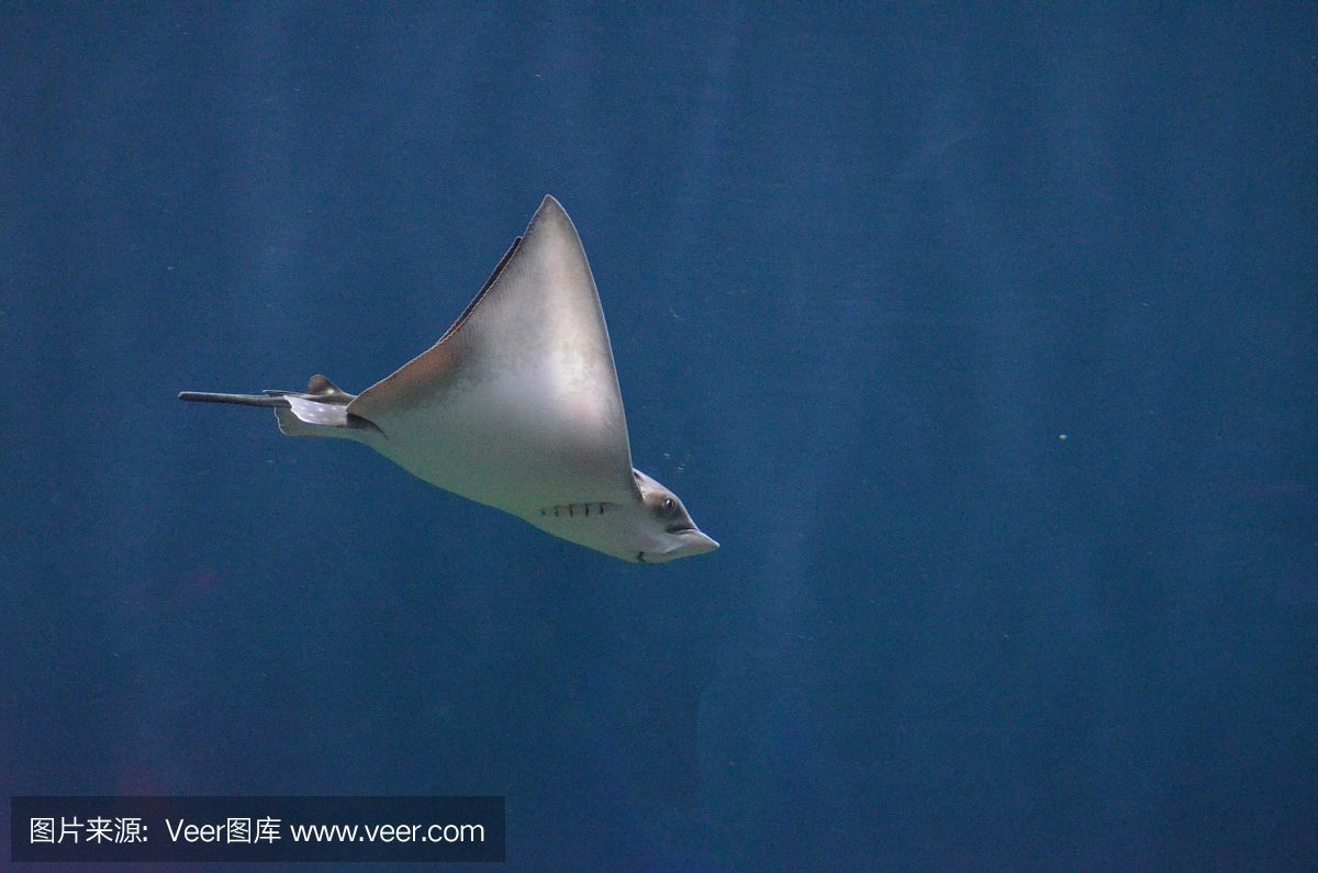 魟魚怎么呼吸空氣：魟魚如何呼吸空氣 魟魚百科 第3張