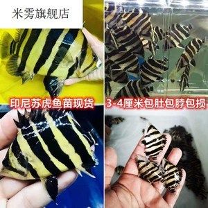 印尼虎魚(yú)吃顆粒嗎：印尼虎魚(yú)對(duì)于顆粒飼料的攝取情況并不一致,印尼虎魚(yú)吃顆粒嗎