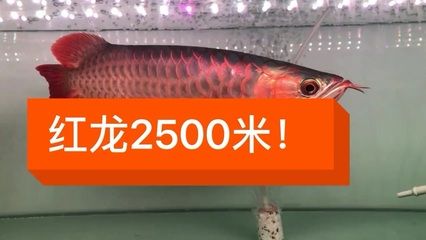 賣龍魚取一個店名好嗎怎么取：為賣龍魚店鋪取一個好名字 龍魚百科 第3張