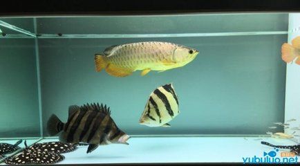 印尼虎魚(yú)的價(jià)格和圖片：印尼虎魚(yú)價(jià)格親民， 虎魚(yú)百科 第3張