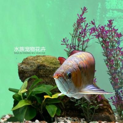 魟魚價格及圖片價格：魟魚價格及圖片價格一般多少錢