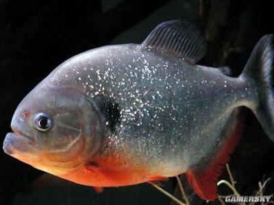 虎魚水位多少高合適：虎魚對(duì)水位的要求并沒有一個(gè)確切的數(shù)值，虎魚水位多少高合適 虎魚百科 第3張