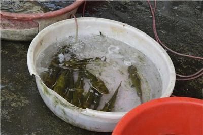 喂龍魚泥鰍怎么處理干凈：喂龍魚泥鰍怎么處理 龍魚百科 第2張