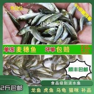 虎魚吃不吃飼料蟲：虎魚通常不會吃飼料蟲，而是偏好鮮活的餌料 虎魚百科 第1張