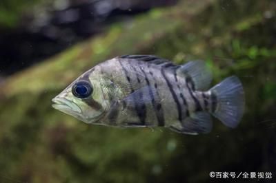 虎魚吃不吃飼料蟲：虎魚通常不會吃飼料蟲，而是偏好鮮活的餌料 虎魚百科 第3張