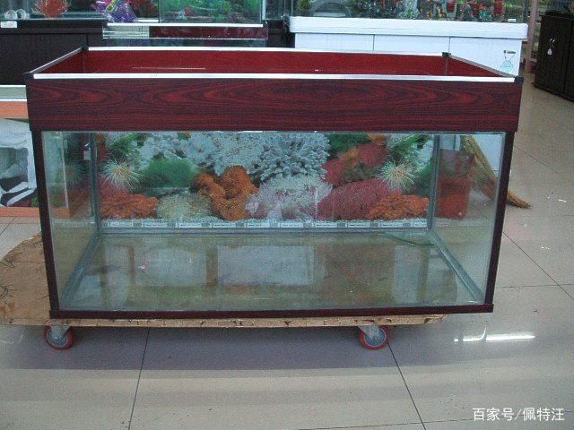 玻璃膠能粘住魚缸嗎視頻：如何選擇合適的玻璃膠粘魚缸 魚缸百科 第1張