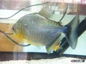 虎魚(yú)吃活食變黑怎么回事：虎魚(yú)吃活食變黑可能與以下幾個(gè)因素有關(guān) 虎魚(yú)百科 第3張