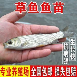 草魚適合魚缸養(yǎng)嗎：魚缸養(yǎng)草魚的好處與注意事項(xiàng)與注意事項(xiàng)魚缸養(yǎng)草魚的好處 魚缸百科 第4張