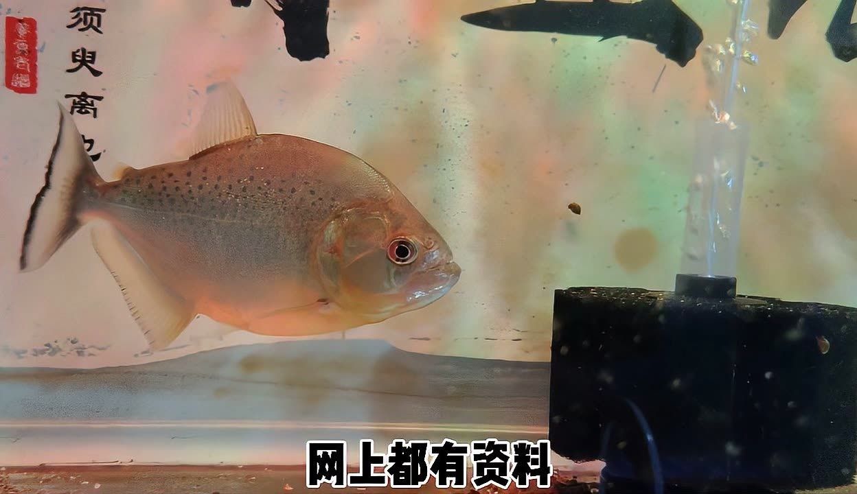 虎魚之間打架嗎：虎魚之間會(huì)發(fā)生打斗嗎