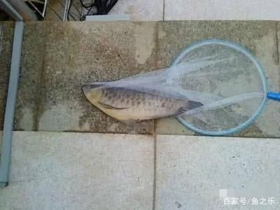 虎魚之間打架嗎：虎魚之間會(huì)發(fā)生打斗嗎