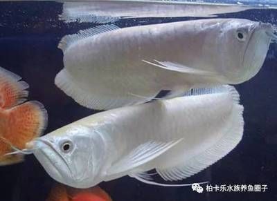 龍魚燈光開多長(zhǎng)時(shí)間好 龍魚百科 第3張