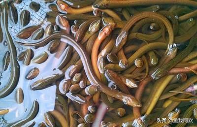 虎魚(yú)吃泥鰍好還是蝦好？：探討虎魚(yú)喂食泥鰍和蝦的好壞時(shí) 虎魚(yú)百科 第3張