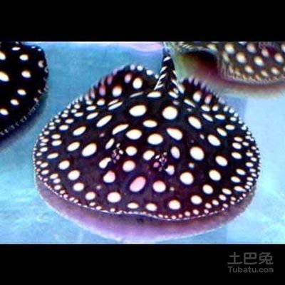 魟魚繁殖過程圖解說明文：魟魚的繁殖過程圖解 魟魚百科 第1張