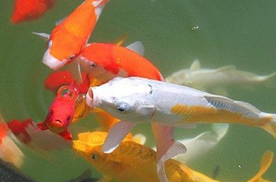 打氣筒能給魚(yú)缸打氣增氧嗎：打氣筒可以在一定程度上幫助魚(yú)缸增氧嗎？ 魚(yú)缸百科 第4張