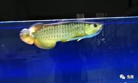 喂龍魚(yú)的小魚(yú)怎么養(yǎng)：喂龍魚(yú)的小魚(yú)怎么養(yǎng)，喂龍魚(yú)的小魚(yú)的飼養(yǎng)方法，希望對(duì)你有所幫助