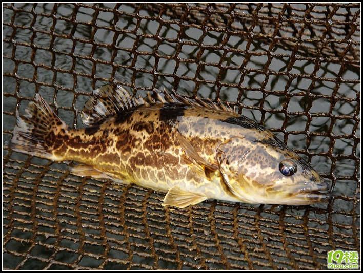 野生老虎魚能吃嗎：野生老虎魚可以吃嗎，野生老虎魚能吃嗎， 虎魚百科 第1張