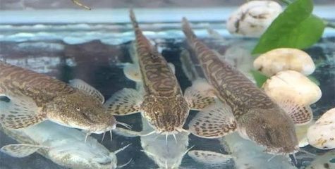 野生老虎魚能吃嗎：野生老虎魚可以吃嗎，野生老虎魚能吃嗎， 虎魚百科 第3張