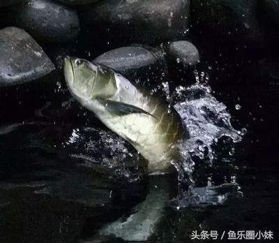 龍魚配魟魚會(huì)打架咬嗎 魟魚百科 第3張