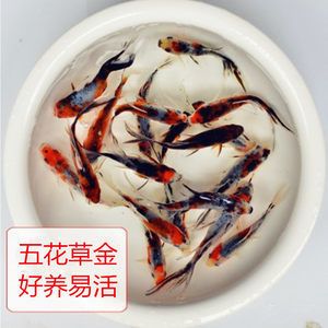 龍魚 飼料魚：龍魚的飼養(yǎng)技術(shù)