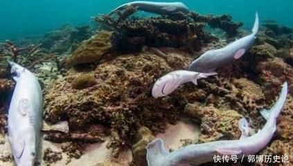 魟魚能餓死嗎：魟魚能餓死嗎？ 魟魚百科 第3張