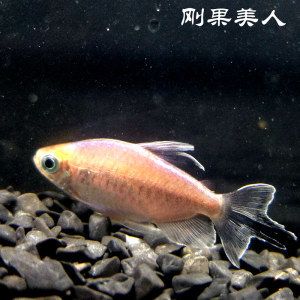 印尼虎魚的價(jià)格和圖片及價(jià)格：印尼虎魚的價(jià)格受多種因素影響 虎魚百科 第3張