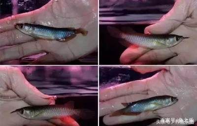 如何挑選紅龍魚幼魚品種圖解：如何挑選紅龍魚幼魚