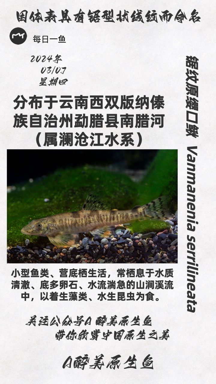 鋸紋原纓口鰍：云南地區(qū)分布云南地區(qū) 觀賞魚論壇