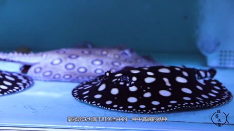 魟魚排便一股煙：魟魚排便時(shí)出現(xiàn)一股煙霧 魟魚百科 第2張