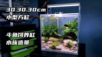 斗魚缸造景 好不好看 魚缸百科 第3張